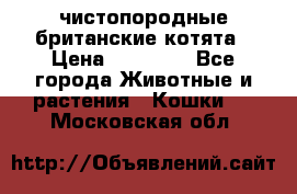 чистопородные британские котята › Цена ­ 10 000 - Все города Животные и растения » Кошки   . Московская обл.